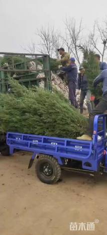 高度180厘米塔柏