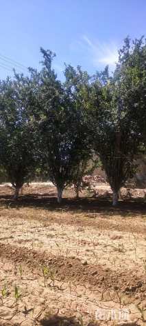 高度450厘米白皮松