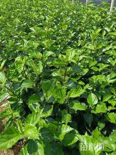 高度25厘米扶桑