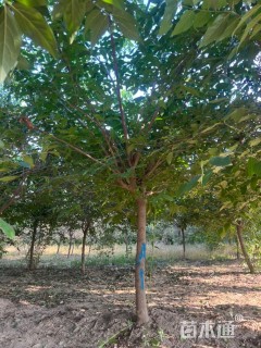 高度400厘米蜡梅