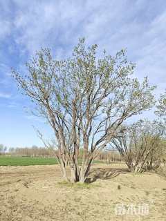 高度800厘米丛生蒙古栎