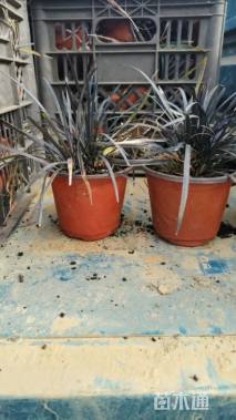 高度10厘米黑麦冬