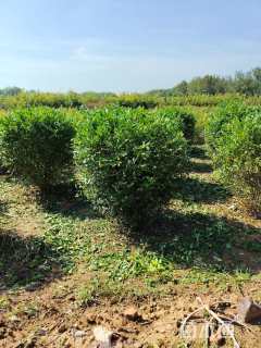 冠幅80厘米水蜡球