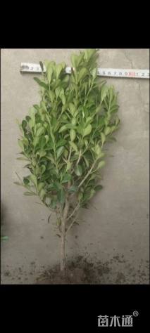 高度30厘米小叶黄杨