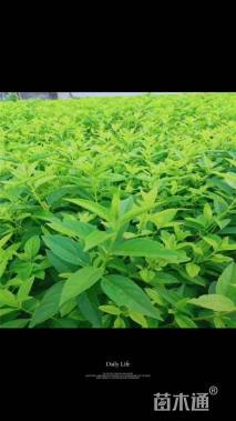 高度35厘米连翘