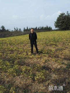 高度50厘米银杏小苗