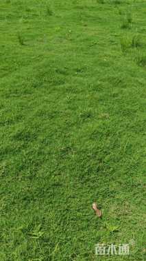草毯状百慕大草