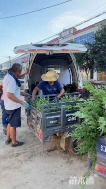 高度30厘米铺地柏