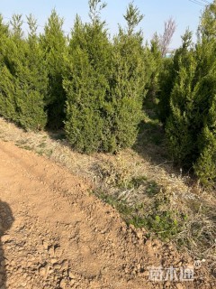 高度180厘米塔柏