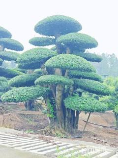 原产地自家基地,自产自销。