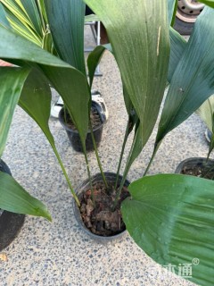 高度25厘米一叶兰