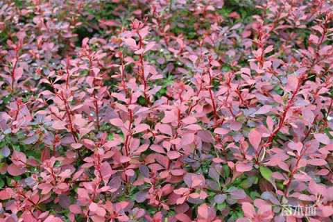 高度55厘米红叶小檗小苗