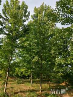 15公分美国红枫