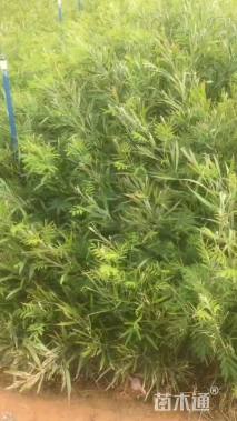 0.5公分黑木相思