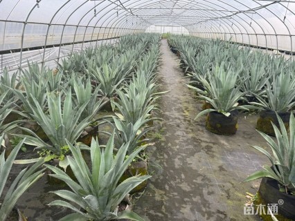 高度50厘米龙舌兰