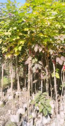 1公分紫花风铃木