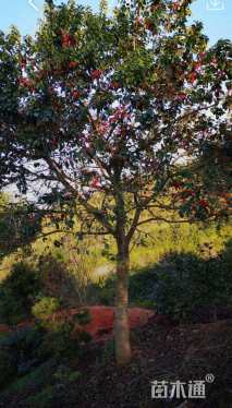 原生苗红果冬青