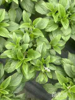 高度30厘米冰蓝鼠尾草