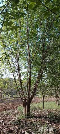 高度600厘米丛生五角枫