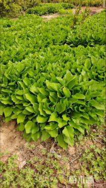 高度20厘米玉簪