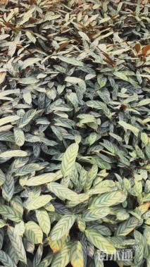 高度35厘米彩叶竹芋