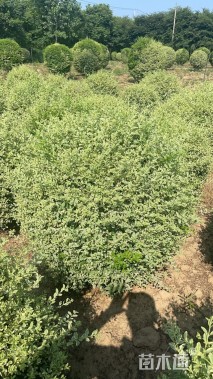 冠幅80厘米银姬小蜡球