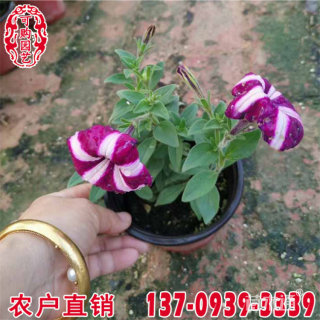 高度10厘米矮牵牛