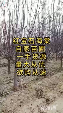 6公分红宝石海棠