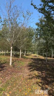 12公分高杆早樱