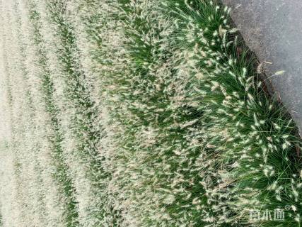 高度30厘米小兔子狼尾草