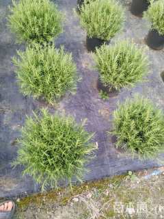 高度25厘米迷迭香