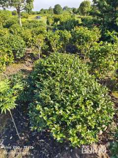 冠幅200厘米茶梅球