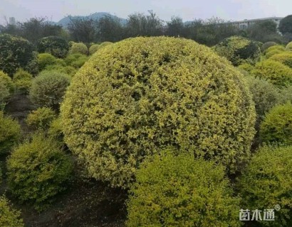 高度150厘米金姬小蜡