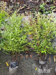 高度30厘米南天竹