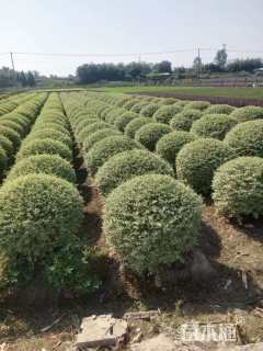 冠幅12厘米银姬小蜡球