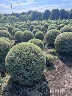 冠幅160厘米银姬小蜡球