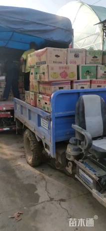 高度25厘米四季玫瑰