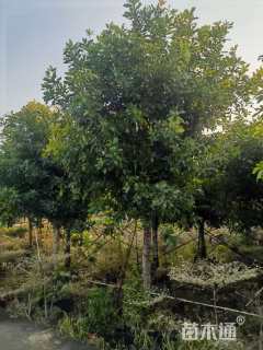 15公分红花玉蕊