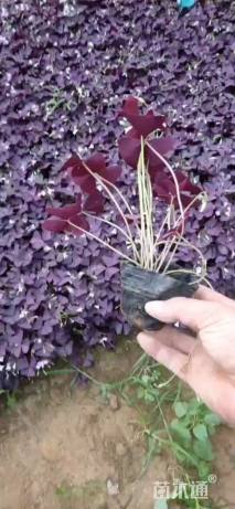 高度15厘米紫叶酢浆草