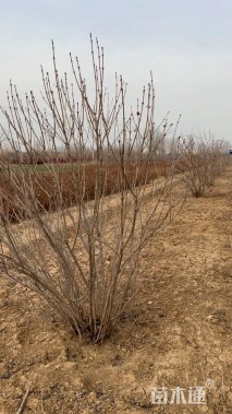 高度250厘米丛生丁香