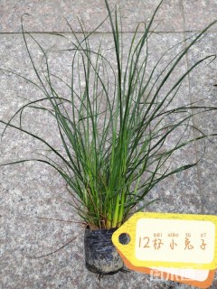 高度50厘米小兔子狼尾草