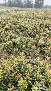 高度40厘米杨梅小苗