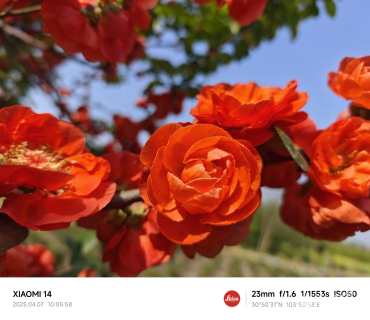 高度250厘米玫瑰