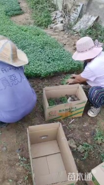 高度10厘米美丽月见草