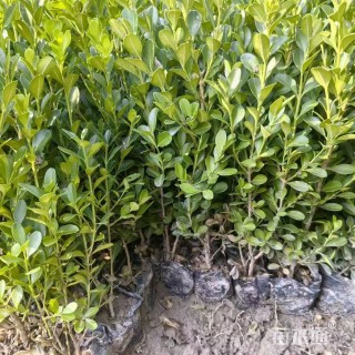 高度35厘米瓜子黄杨