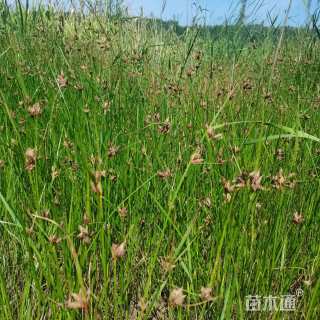 高度20厘米莎草