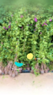 高度100厘米三角梅藤条