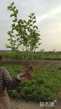 高度50厘米卫矛小苗