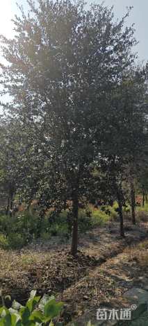 17公分弗吉尼亚栎