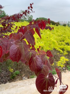 10公分紫叶紫荆